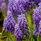 Piante di giacinto,Giacinto d'uva, un bulbo con più fiori, Pianta giacinto，profumo intenso, facili da piantare nel paesaggio del giardino-6 Bulbi-C