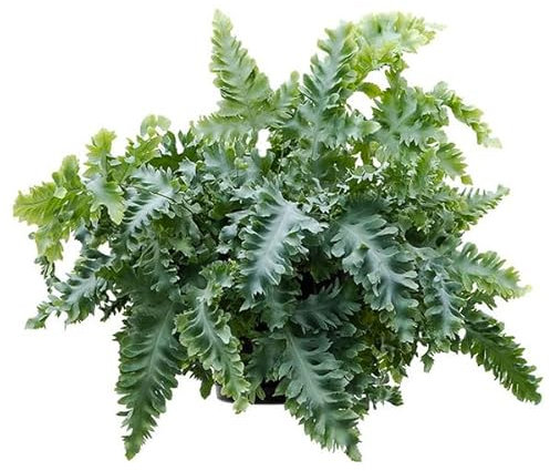 Helecho Phlebodium Blue Star: Planta Natural de Exterior