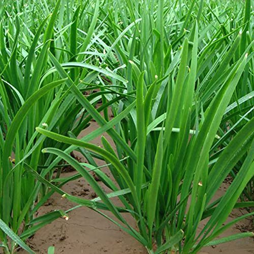 Haloppe 500 Pz Cinese Erba Cipollina Semi di Ortaggi per la Piantagione del Giardino di Casa, Semi di Erba Cipollina Cinese Giardino Cortile Cipolla Verde Pianta di Ortaggi Semi di erba cipollina cin