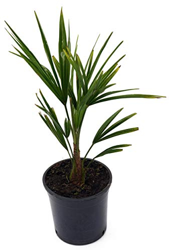 winterharte Chinesische Hanfpalme (Trachycarpus fortunei) (30-40cm hoch)