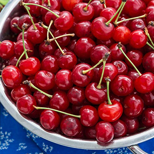 GURNEY'S - Montmorency Cherry Fruit Tree - Live Bare Root Fruit Tree, Produces Red Cherries in The Summer - Due to regulations Can't Ship to AK, CA, CO, GU, HI, ID, PR, OR, VI, and WA