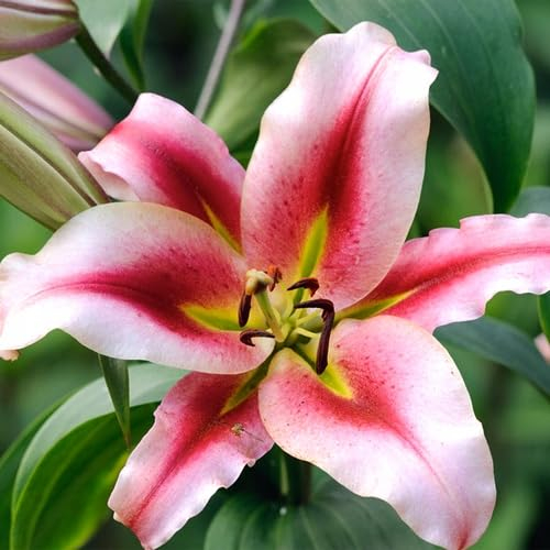 Lilienzwiebeln Baumlilie Riesenlilien Lilium Zwiebeln Onion Knollen Winterhart Frische mehrjährig duftenden Prachtblüten (Olympic Torch)