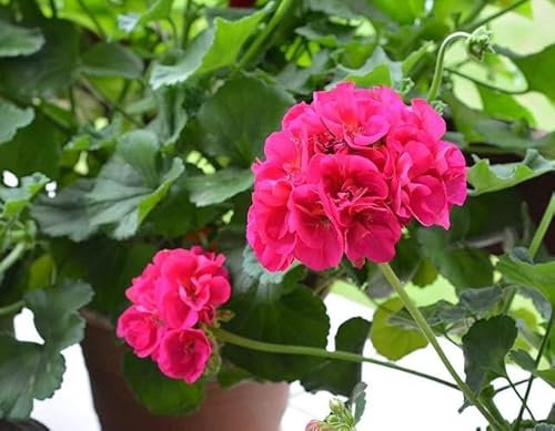 Nouveau frais 100pcs graines de fleurs de géranium rose