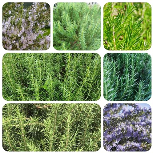 semi di rosmarino - selvatiche, resistenti biologiche da giardino roccioso rare da giardino copertura del terreno in vaso serre balcone 400pcs
