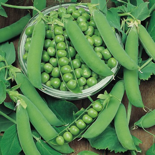 Suttons - Pea Seeds - Ambassador