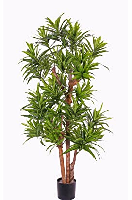 Dracaena Konstträd reflexa 120 cm med flera naturstammar och 846 blad – konstgjort drakträd Dracena-träd