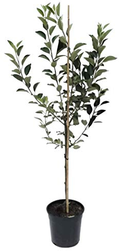 Pinova (R) Apfelbaum robuste Sorte gegen Schorf und Feuerbrand Buschbaum 110-140 cm 9,5 L Topf MM111