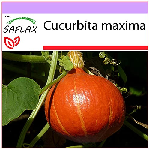 SAFLAX - Calabaza Hokkaido - 10 semillas - Cucurbita maxima