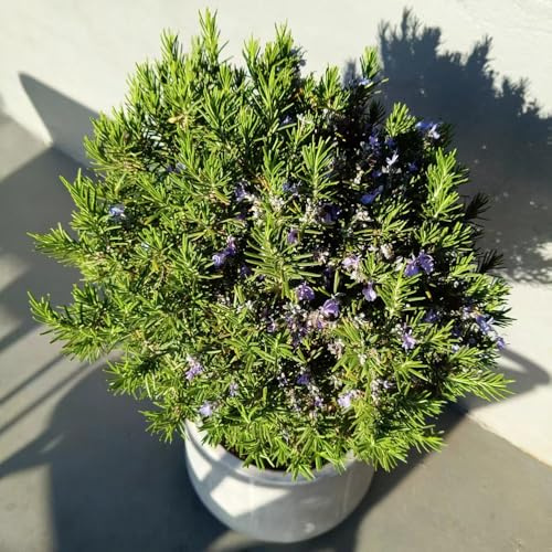 rosmarino, decorazioni giardino per esterni semi di rosmarino semi di interno sostenibili resistenti esterno in vaso d'appartamento 650semi