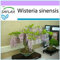 SAFLAX - Bonsai - Blauregen - 4 Samen - Wisteria sinensis