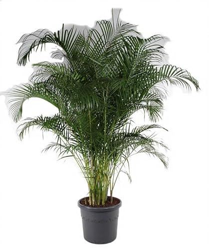 Dypsis lutescens Areca Palme Zimmerpflanze 110 cm