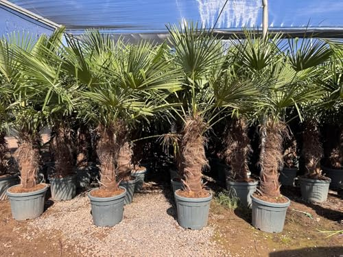 Arbre ensoleillé - Palmier - Trachycarpus Fortunei - Palmier chinois en éventail - Palmier chanvre - 220 cm Pot inclus - Hauteur du tronc 80-100 cm - Résistant au froid jusqu'à -18 °C