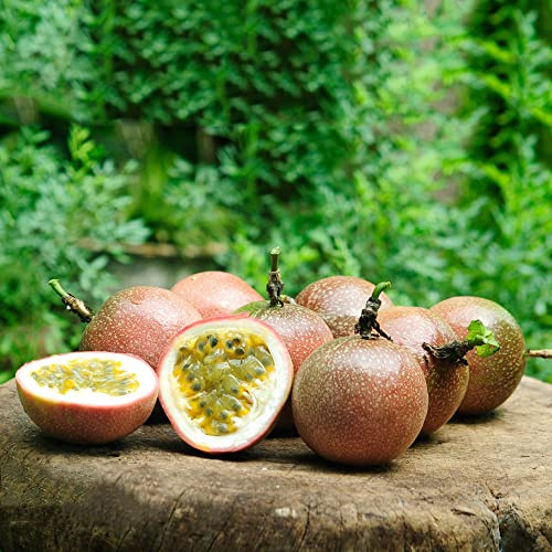 maracuyá medicinales perennes resistentes semillas orgánicas semillas de en espaldera granadilla pasiflora orgánica columnar cama elevada para 150pcs