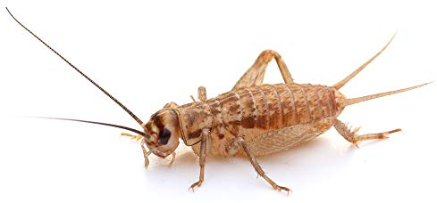 proinsects Heimchen klein | 4 Dosen | 320 STK.