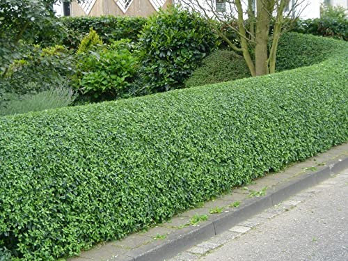 10 x Ligustrum obtusifolium var. regelianum (Gehölz/Heckenpflanze/Winterhart/Mehrjährig) Buschiger Liguster - Pflegeleicht, robust und immer stilvoll - Hitze verträglich - von Stauden Gänge