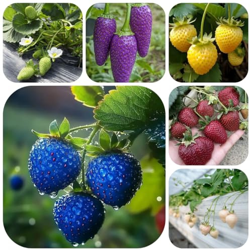 semillas de fresa perenne, fresa Decoración fresas colgantes, fresa de frescas, decoración de jardín al aire libre orgánicas 200pcs