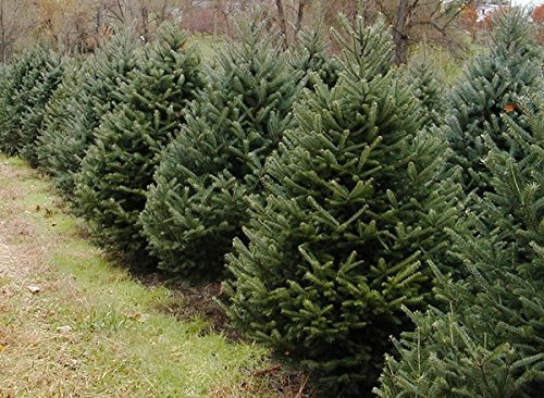 Nordmanntanne im 25er Bündel - 5 jährig