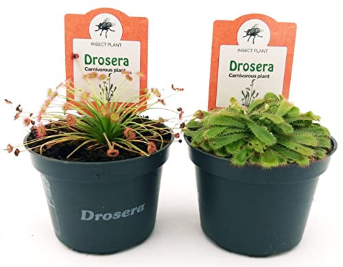 POWERS TO FLOWERS - DROSERA ALICIAE e PARADOXA, VASO 10 CM DIAMETRO, 2 PIANTE, piante vere