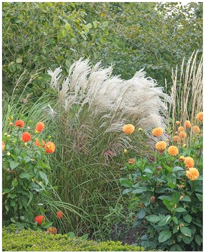 Stauden Gänge 3 x Miscanthus sinensis 'Silberfeder' im 1 Liter Topf (Ziergras/Gräser/Winterhart/Mehrjährig/Staude) Chinaschilf - Filigrane Halme, die im Wind tanzen