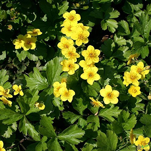 Waldsteinia ternata Golderdbeere Waldsteinie Bodendecker winterhart im Topf (30 Stück)