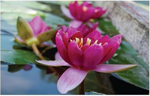 Lincolnshire Pond Plants Ltd - Pygmaea Rubra Water Lily - Live Water Plant Aquatic Pond Lake Marginal - Kit