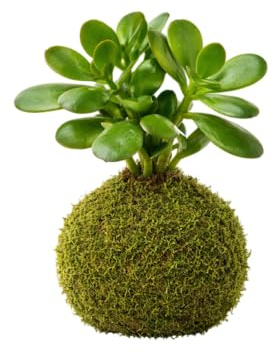 DECOALIVE Planta de Jade en Bola de Musgo Natural Kokedama