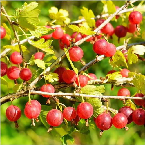 10 Red Gooseberry Plants/Uva Crispa 'Hinnonmakii Red', Ready to Fruit