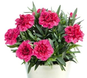 Planta con Flor Natural para Exterior, Ventanas y Terrazas Clavel Natural