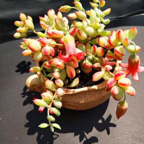 Cotyledon Pendens Succulent Live Plant Potted, Trailing Succulent Rare House Plant for Home Office Decoration, Indoor Outdoor Growing, 4 Pot, Starter Plants