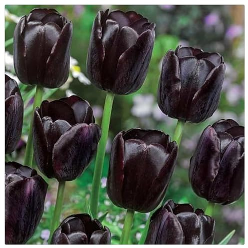 Tulipano Bulbi Intatti, Bulbi di Tulipani,Turgidi, Compatti, Tulipani bulboso,Sani, Robusti, Vigorosi-6 bulbi-B