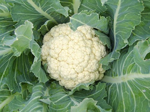 English Heirloom Heritage Brassica Leamington Cauliflower 100 Seeds. Certified French Organic Grower