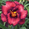 SEMILLAS Hemerocallis MEZCLADOS 20 semillas Plus