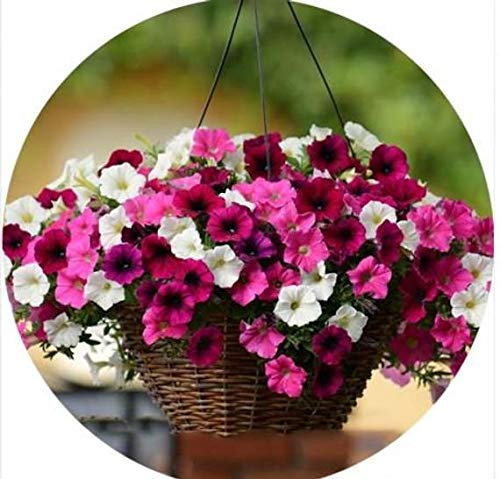 ULTREY Seed - 200 Pcs Hanging Petunia Flower Seeds Mixed Colors Flower Perennial Bonsai Petunia Seeds Perennial Hardy Shine Your Garden