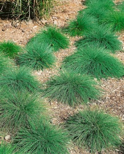 Festuca ovina 9x9 cm Topf – Winterhart, Mehrjährig, Pflegeleicht – Schaf-Schwingel – Ziergras für Steingarten & Rabatte