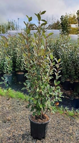 Eleagno Eleagnus x ebbingei pianta da siepe sempreverde in vaso ø30 cm h. 150/175 cm Vivaio di Castelletto