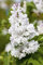 Syringa vulgaris 'Mme Lemoine' 125-150 cm - Flieder, weiße Blüten, Blütezeit Mai-Juni, duftend, ideal für Hecken und Rabatten, winterhart und pflegeleicht