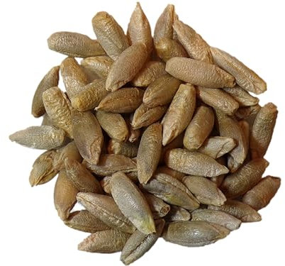 Seigle Fourrager Bio - Secale Cereale L. (Engrais Vert) SEM02 (Variété : Turbogreen, 500 grammes)