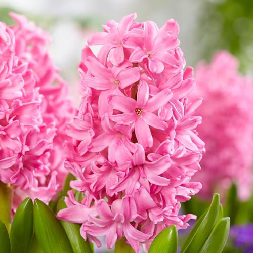 Plant in a Box - Coloriez votre jardin 'Pink Blush' - Lot de 25 bulbes - Tulipes & jacinthes - Fleurs précoces pour le jardin - Fleurs roses - Plantation d'automne