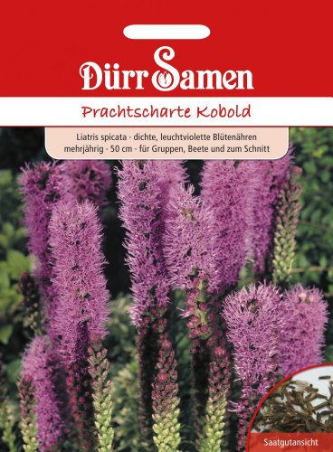 Dürr-Samen - Prachtscharte Kobold mehrjährig 50 cm Saatgut