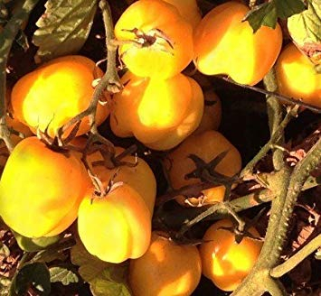 vegherb 5 Paquets de 25 graines Doochova poivron Jaune Graines de Tomate