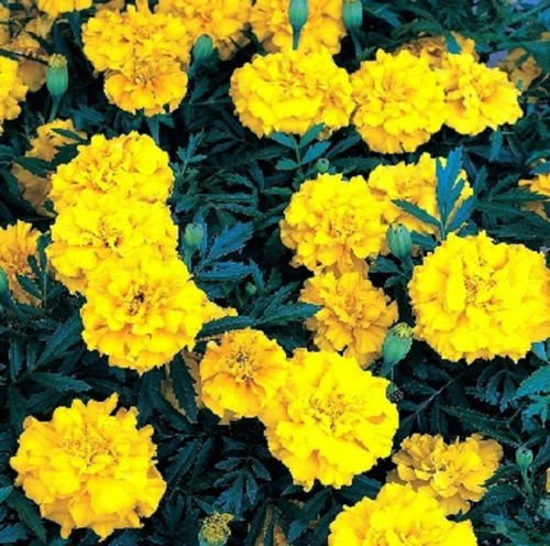 50 semi di calendula Ez wachsen Französisch Doppelte gelbe semi di calendula