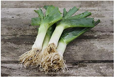 PREMIER SEEDS DIRECT - Leek - MUSSELBURGH - 1000 Finest Seeds - Very Hardy
