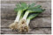 PREMIER SEEDS DIRECT - Leek - MUSSELBURGH - 1000 Finest Seeds - Very Hardy