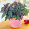 Gynura aurantiaca Purple Passion | Unica Brillante Pianta Velluto | 10-20 cm