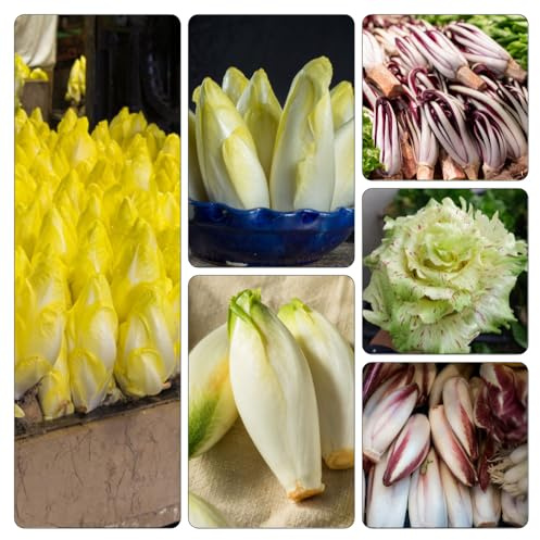 cicoria radicchio semi esotici decorativi resistenti balcone Semi varietà tradizionali 500pcs