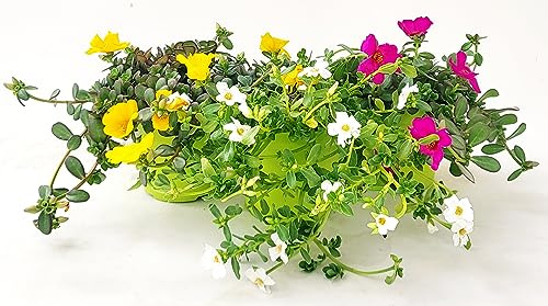 POWERS TO FLOWERS - PORTULACA TRIS, ROSA INTENSO, GIALLO, BIANCO, 3 PIANTE, piante vere