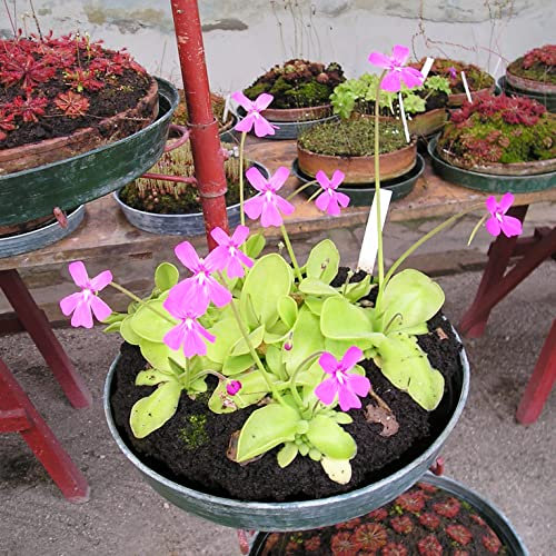 Butterworts Seeds - Pinguicula Mixed Rare Carnivorous - 5 Seeds