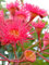 Seedeo® Roter Eucalyptus (Eucalyptus ficifolia) 20 Samen
