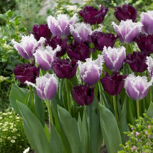 Tulipani rari/tulipani/decorazioni per la casa vintage-6 PCS-I