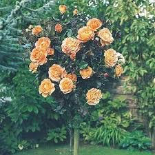 10 Just Joey Ibridi di Tea Rose Seeds